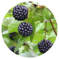 Eleutherococcus Senticosus